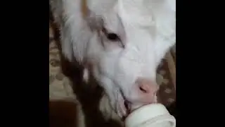 У меня появился козлёнок!