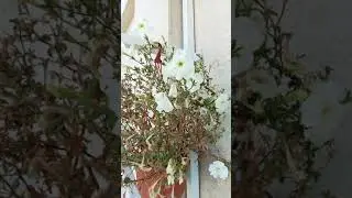 Бражник, Нижнекамск 30.08.21, Татарстан