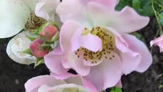 Роза Пинк Скайлинер