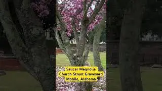 Saucer Magnolia - Church Street Graveyard | Mobile, Alabama 