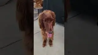 A DOGS story Trailer#1(2024) Super 24 final