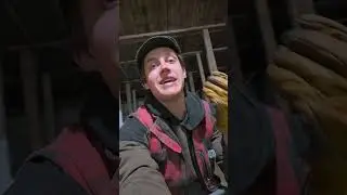 Почему Бордер колли на самом деле смотрят на овец?