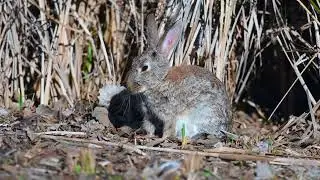Conejo