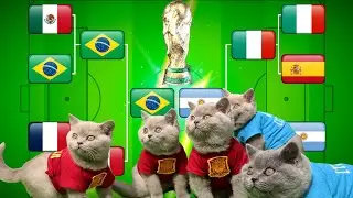CATS KITTENS WORLD CUP FOOTBALL TOURNAMENT RECAP