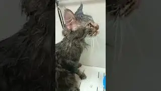 спа процедура  мэйн куна