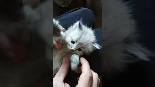 Cute Cats Compilation 🤣 #shorts