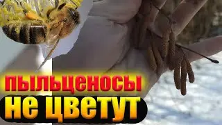 Плохая погода для пчел весной. Жидкая подкормка после зацветания Фундука. Пыльценосны не цветут.