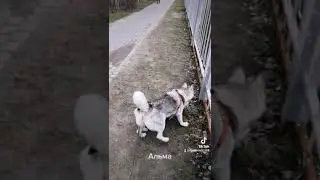 Хаски