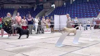 Сравнение на ЛК/CACIB