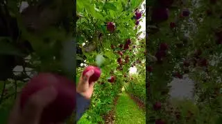 Apple tree #photography