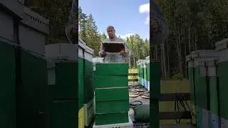 на пасеке у канала  Белорусское Пчеловодство