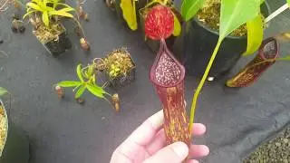 Species Spotlight: Nepenthes copelandii
