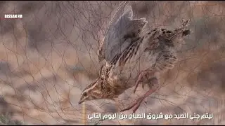 خدع صيد طائر الفري في ريف دير الزور (صيد طائر السمان في سوريا)