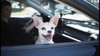 Est-ce légal de conduire au Québec avec un chien assis sur nos genoux?