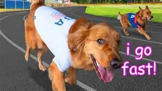 My Dogs Run a Marathon! 🏃‍♂️