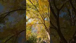 Autumn leaves