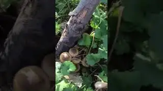 Абхазия , 23 ноября Сбор грибов во дворе!