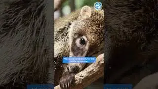 2024 Animal Calendars ARE NOW AVAILABLE!