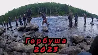 #ГОРБУША 2023#ПЕРВЫЙ ХОД#УМБА#РЫБАЛКА НА ГОРБУШУ#
