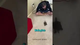 This Turtle Seeks Out Affection From Its Owner 