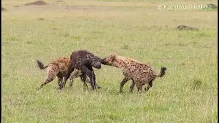 Hyena Ripping apart Baby Animals Alive *Graphic Content* Compilation