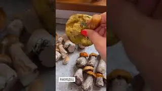 ЧТО ЗА ГРИБ?!