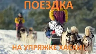ЕДЕМ НА УПРЯЖКЕ ХАСКИ!