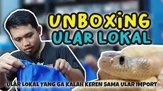 unboxing ular lokal yang jadi idaman sekarang 😁