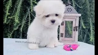 www.malteseclub.ru чудесный мальчик мальтезе по кличке -Роджер Лойд