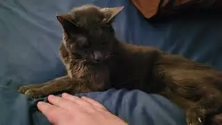 RIP Molly: Mini-Tribute to my sweetheart 19-year old kitten