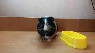 Вещи которые должны быть у морской свинки