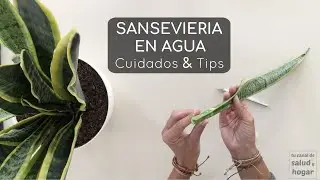 Plantas que puedes cultivar en agua - Sansevieria - Cuidados & Tips