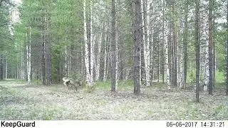 ID2594/Заповедник Малая Сосьва/Серые волки