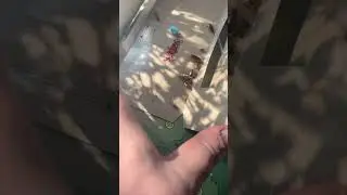 Мои кукусики