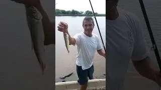 #Baradero #RioParana #fishing #pescando #orilla #fish #buenapesca