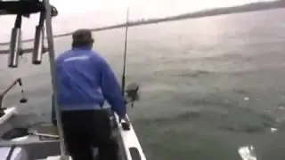 Heroic Dog Saves His Owners From Menacing Dolphins