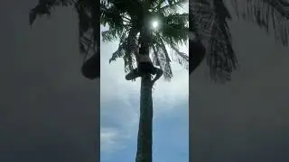 panjat kelapa hampir jatuh