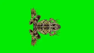 Frog 🐸 Eating Green Screen Background Video || मेंढक ग्रीन स्क्रीन