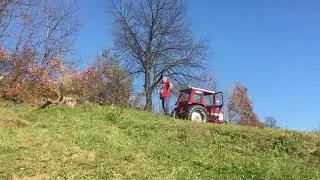 Čupanje šljiva kod Paje Budusici
