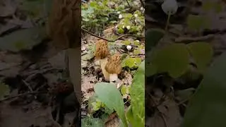 Сморчковая шапочка 2024. #mushroom #грибы #природа #survival #обзор #еда #строчки #грибы #сморчок