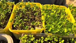 Seedlings 2024