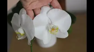Домашнее цветение моих орхидей(и не только) август 2021 My orchid flowering Monthly update
