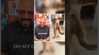 A compilation of some of my favorites for International Day of Happiness!😺 #catvideos #reaction