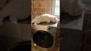 В пятницу ничто не может отвлечь от самых важных дел😂