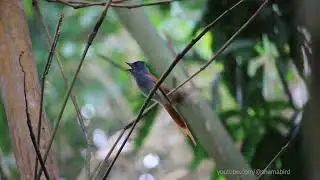 นกแซวสวรรค์ (Asian Paradise Flycatcher)