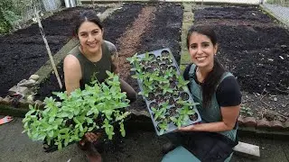 Planting The First Seedlings at The Flower Plot