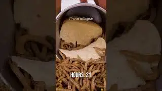 They pull the Pringles out one by one