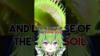 WHY IS THE VENUS FLY TRAP CARNIVOROUS?!