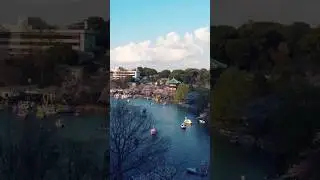 Tokyo Sakura 
