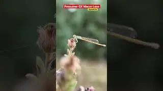 Prosumer QX Mobile Macro Lens 